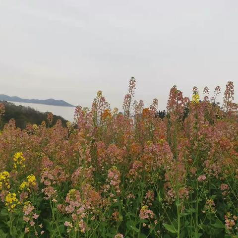 山海仙境：钱仓油菜花