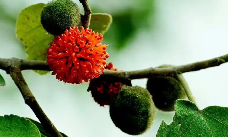 构树果,你没吃过吧😄?