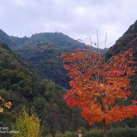 宝鸡西山的枫叶红了