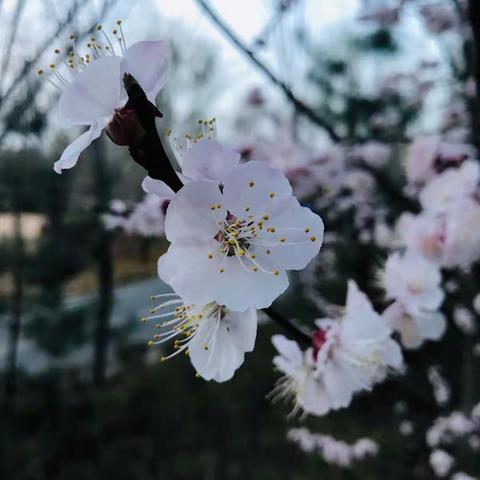 探春