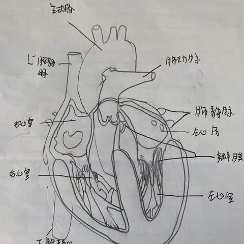 山冲学校211班心脏🫀结构图