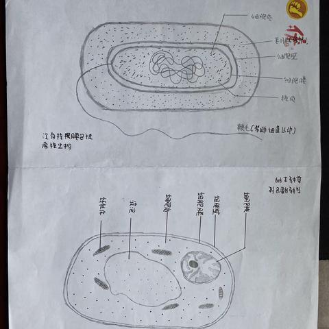 【涑水初中】生物绘图活动展览