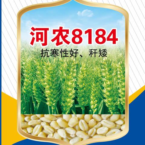 河农8184