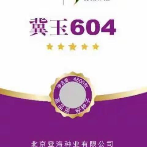 抗逆新星，横空出世-冀玉604