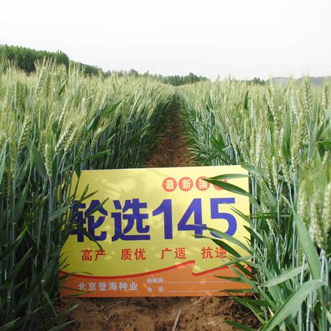 怎样才能使小麦籽粒饱满，最终抗病高产呢？