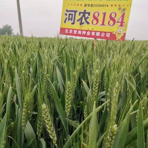 今年天气异常，对今年小麦有哪些影响？