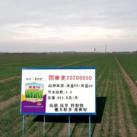 衡麦26