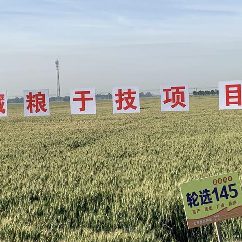 2020年国审小麦新品种-轮选145