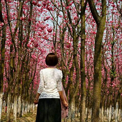 樱花浅语，淡抒流年