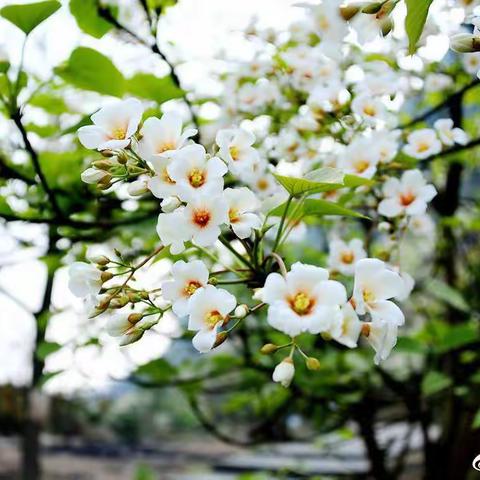 快乐假期、“宅”出新花样—中山路小学附设幼儿园大三班