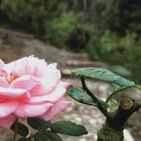 整夜不眠兮，只为笑春风