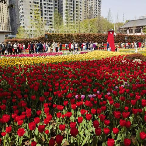 西安郁金香赏花节