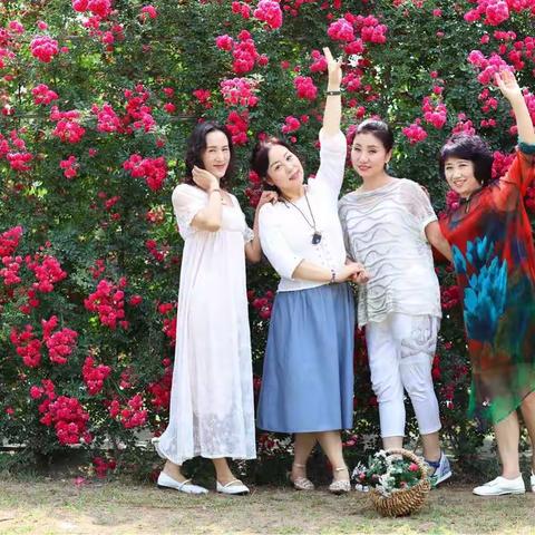 初夏盛开的蔷薇花