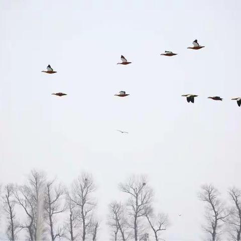 鸭绿江畔的精灵