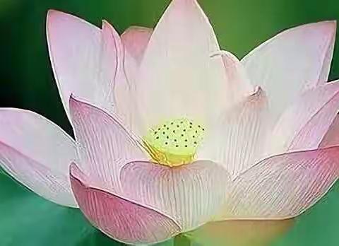 中心完小第三次校本研究