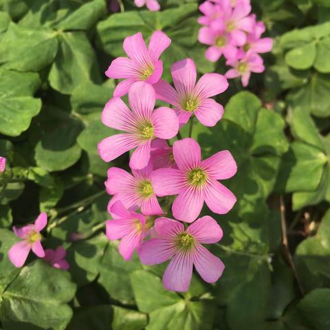 冬去春来，花落花开。不忘初心，不负韶华！——莲南小学“空中课堂”第九周家校携手力学笃行为梦想续航