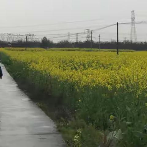 2017年3月5日～～斜风细雨浑不避，乡野踏青寻芬芳