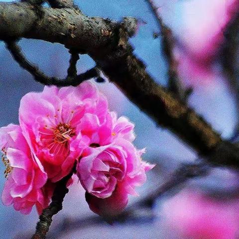 同战疫情Flower to Bloom