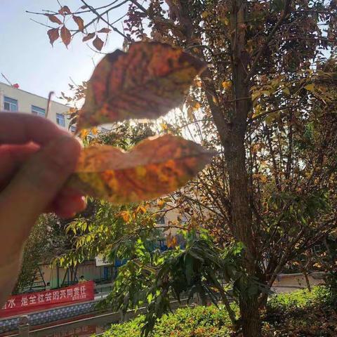 星星二班“我和秋天的约会”主题活动