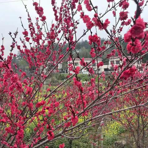 春游美丽乡村荷塘村