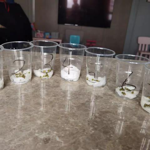 种植豆芽实验