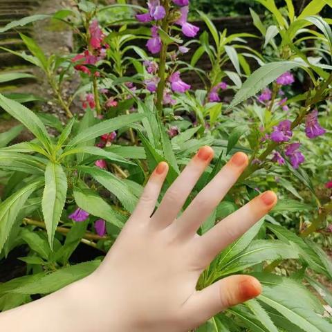 凤仙花观察日记