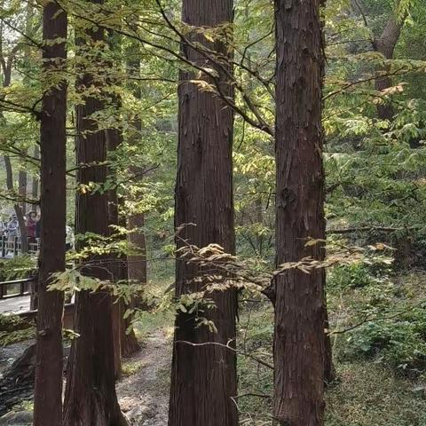 重阳节走进国家植物园