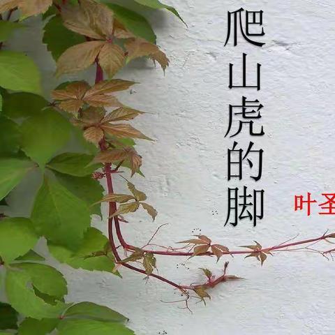 爬山虎的脚    （作者：叶圣陶）