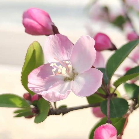 🇨🇳婺源石城楓情农家的美篇