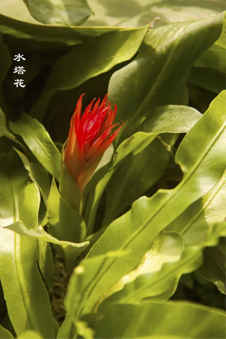 花花世界