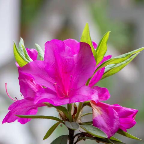 花中西施，杜鹃花