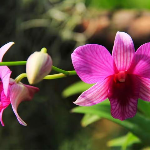 魅力洋兰一一洋兰类型知多少