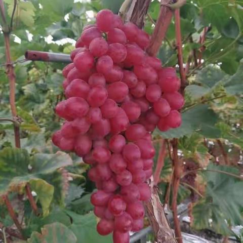 战狼队美篇4（100）