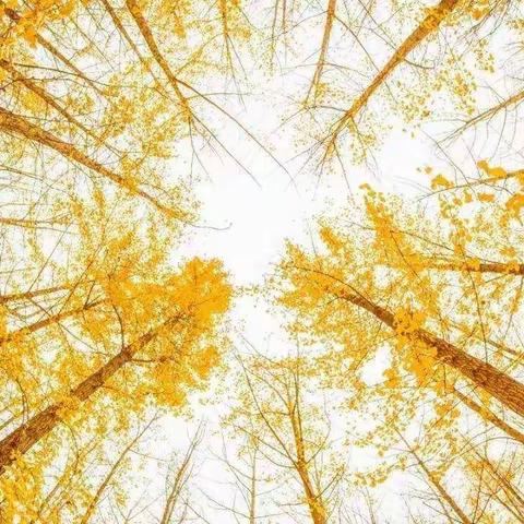 魅力绽放，收获成长——记嘉玲小学英语教研活动