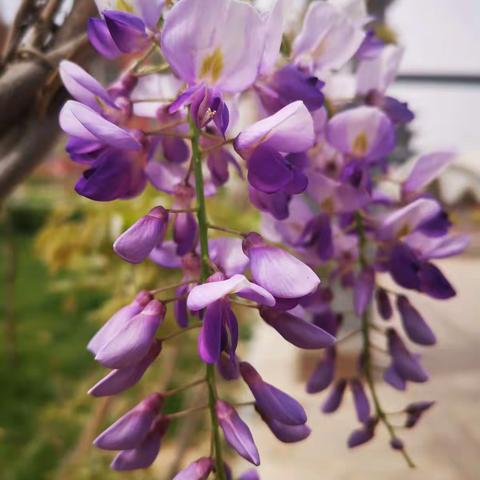 相册里的花