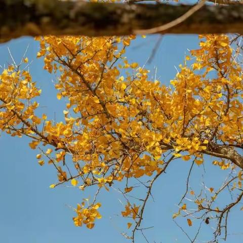 爱心护学，家校共育—北京路中学2019级乐学中队执勤日纪实