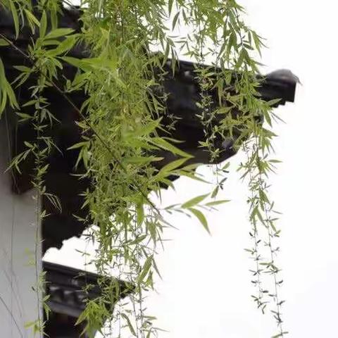 Sunny的美篇
