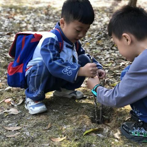 【寻落叶🍂识秋趣】——上书房幼儿园“拾秋”探索之旅