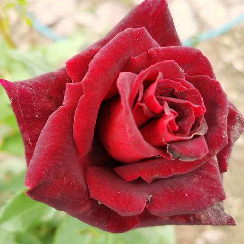 龙子湖边的月季花