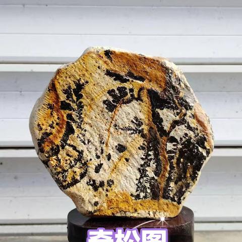 青龙欣赏石 “奇松图”