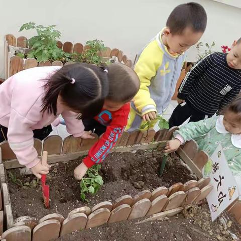 我们与小番茄🍅的种植故事