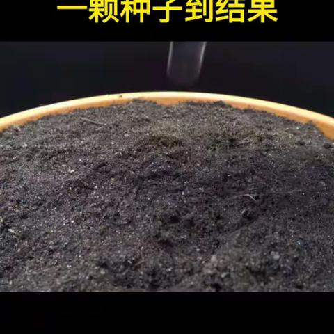 茄子