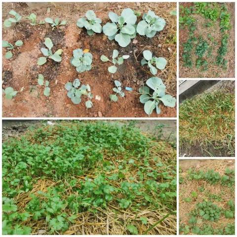 愿得人间皆似我，也应四海少荒田——草林镇上海电信希望小学劳动篇