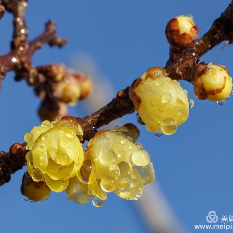 腊梅报春  山茶增艳