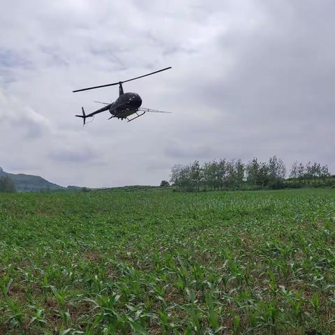 国有叶县林场开展林业有害生物飞防工作