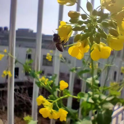 中八班特色活动——芽芽乐小农庄