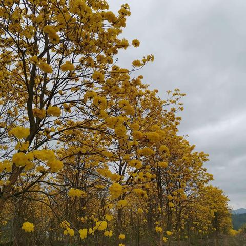 家乡的风铃花