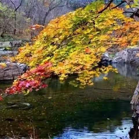 日照五莲 九仙山深秋缤纷两日游