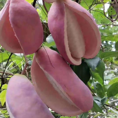 五峰土家族无公害传统农产品品牌【吴家姑娘】开麦啦……