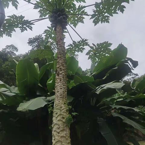 七律（农庄感怀）